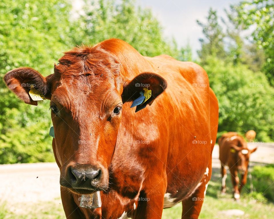 Cow