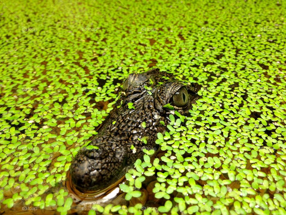 Alligator in moss