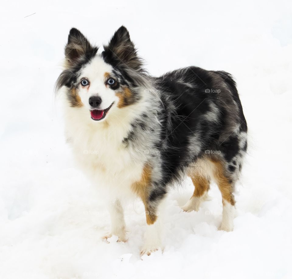 Dog standing on snow