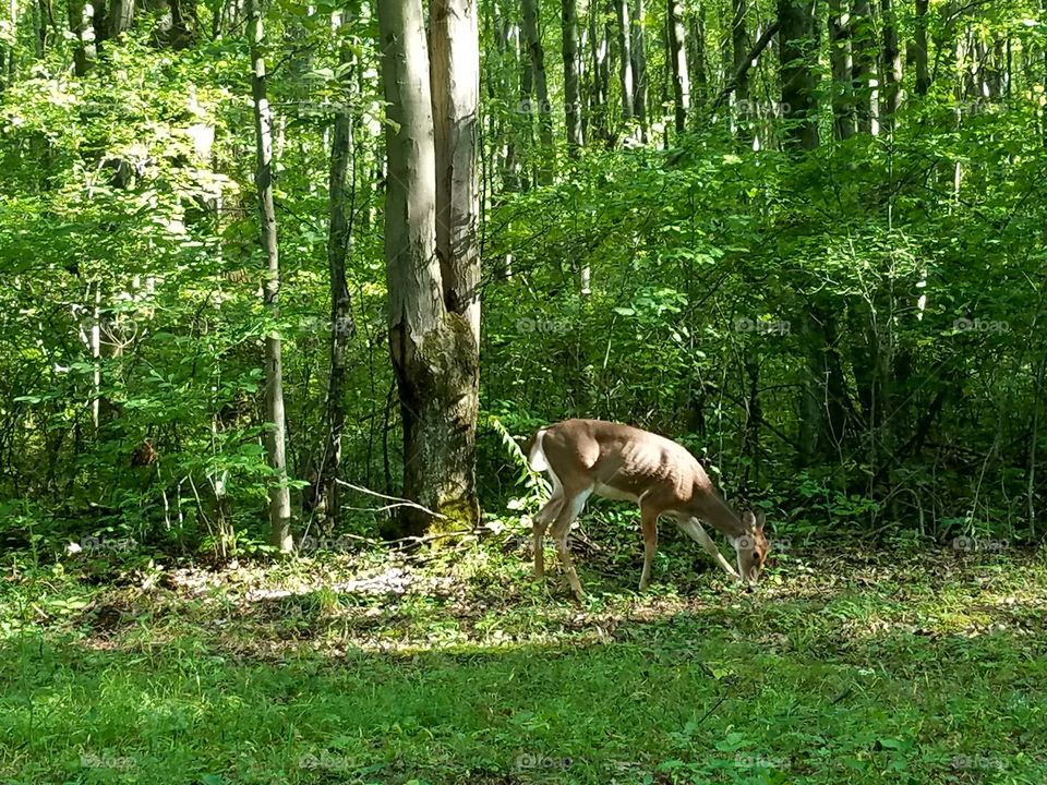 deer at Keystone Park