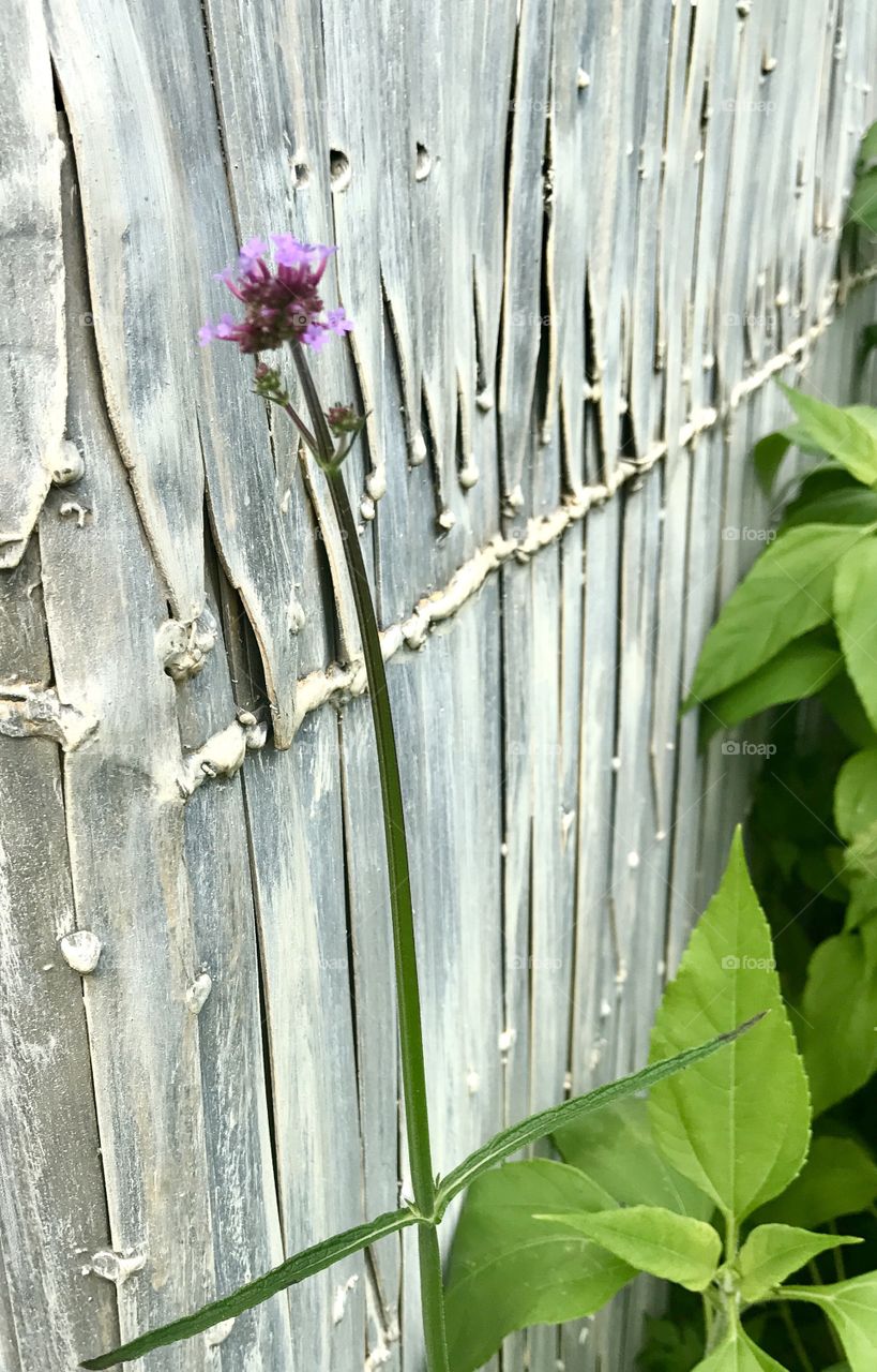 Textured Wall & Purple Flower