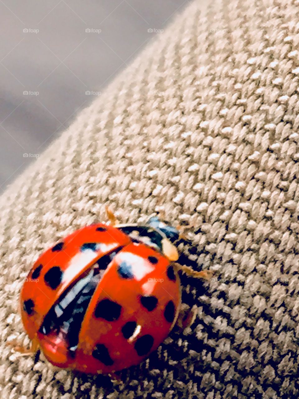 Ladybug 