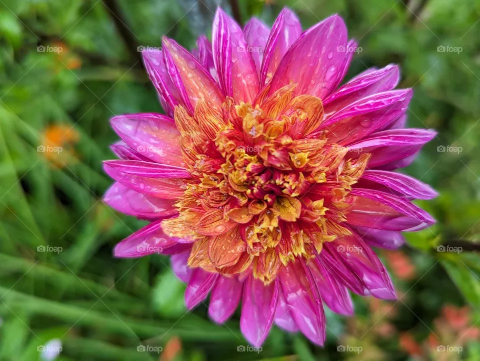 flower