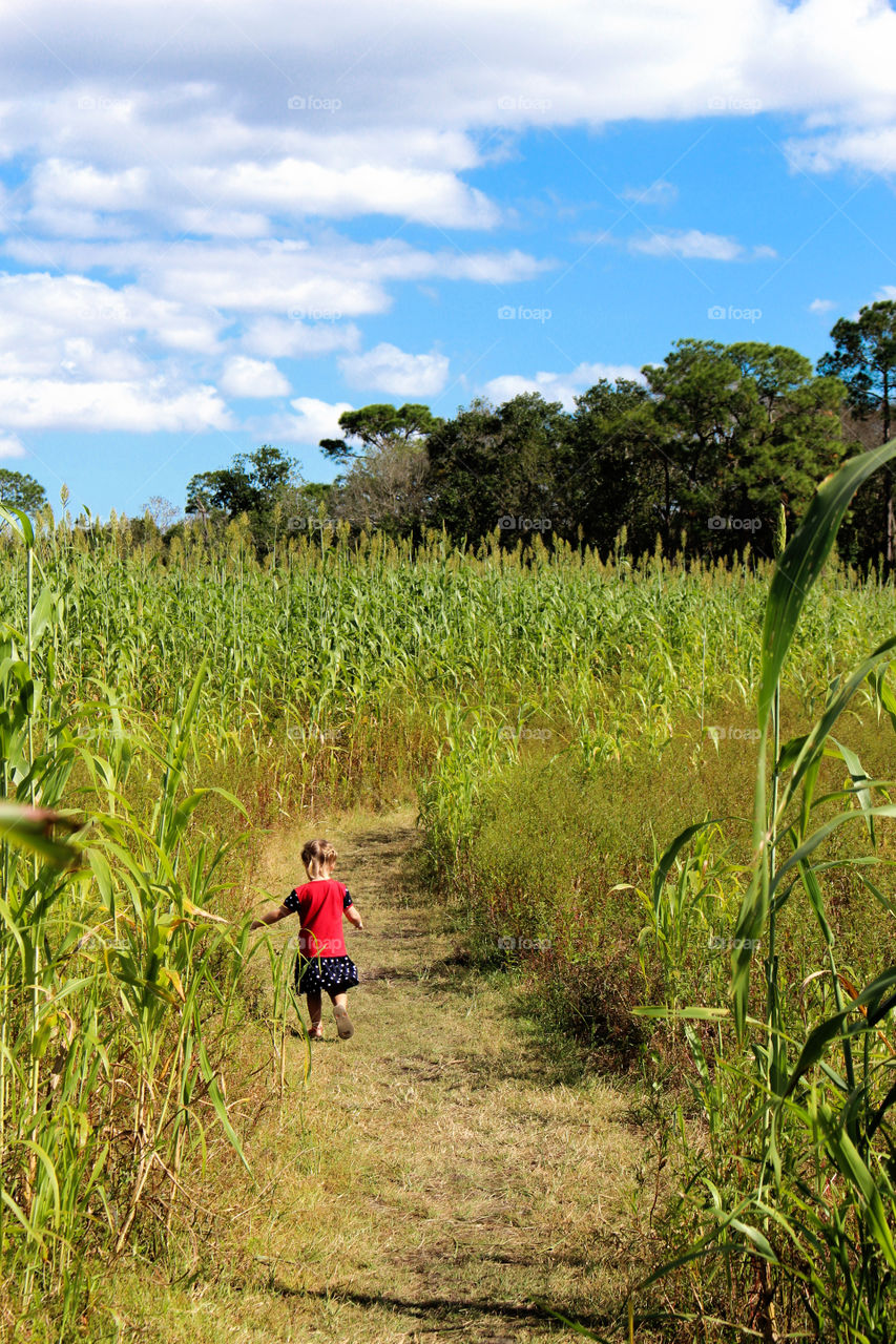 Little girl walk into a corn maze