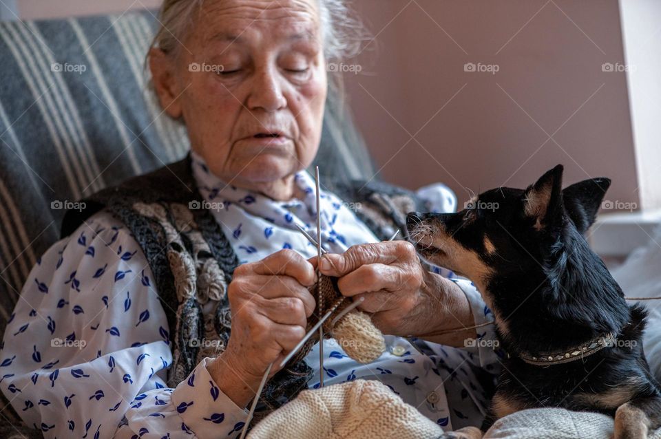 Senior woman with dog on het lap knits a sock