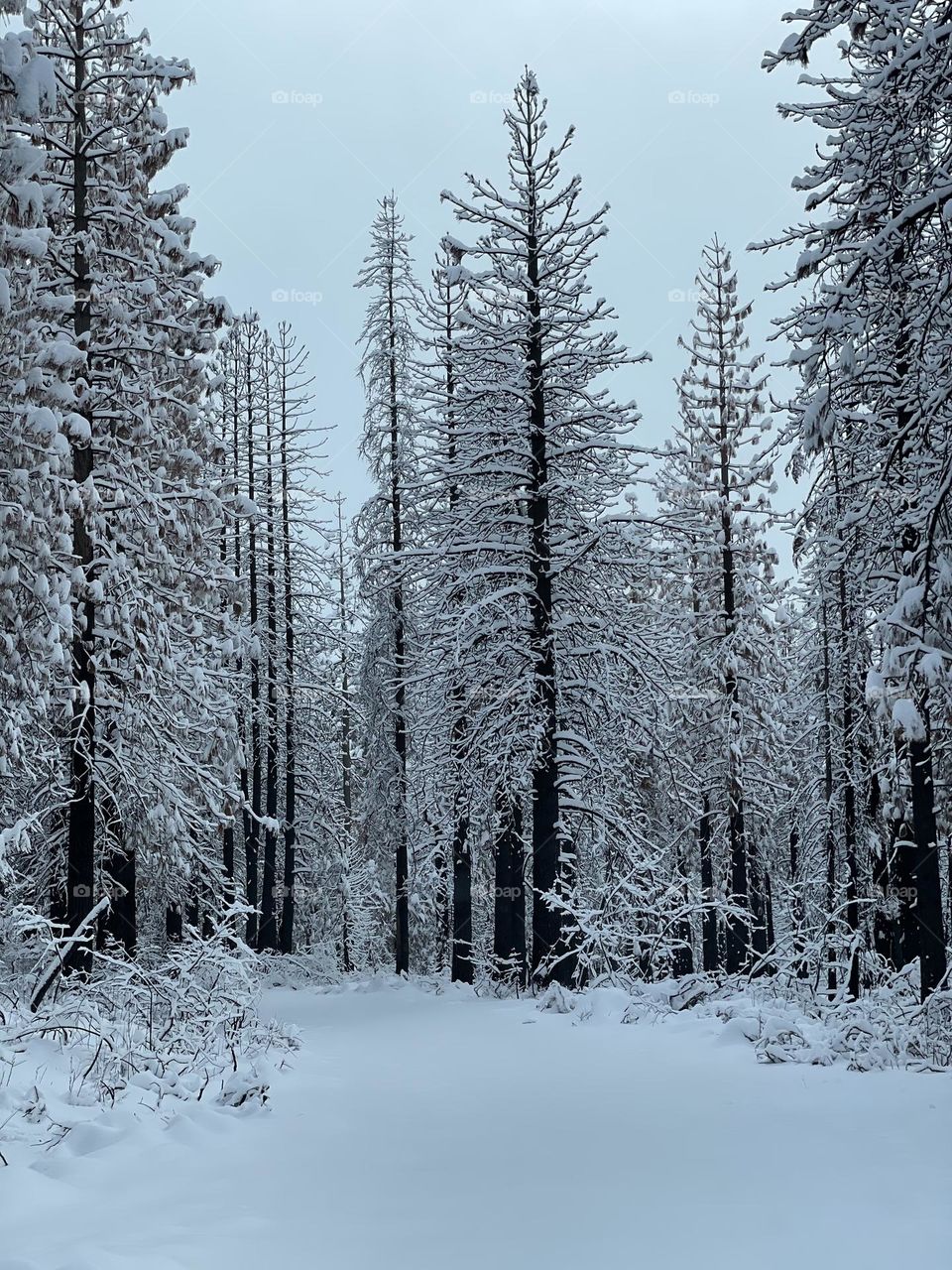 Snow after forest fire