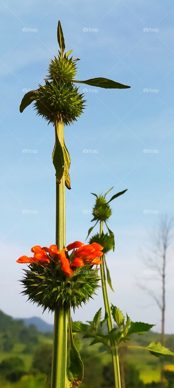 A weed which would grow road side but having much importance  medically.