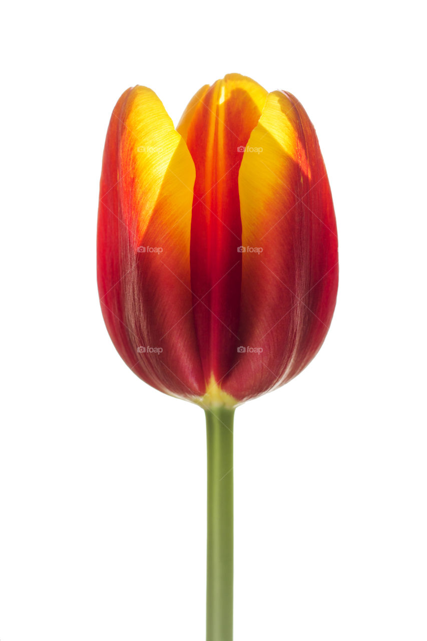 Tulip flower close up, yellow, orange and red colors on white background