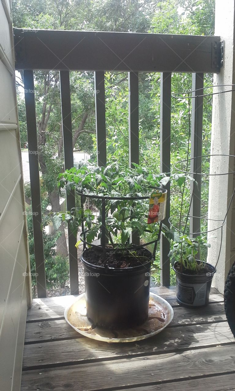 plants. my first garden in the city