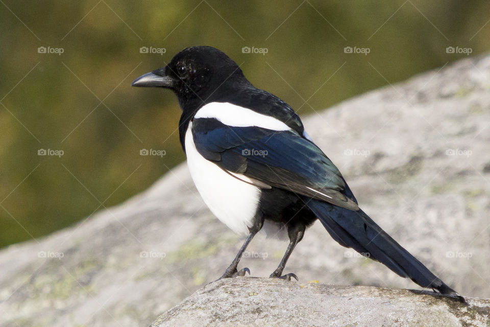 Black-billed Magpie perching on stone
