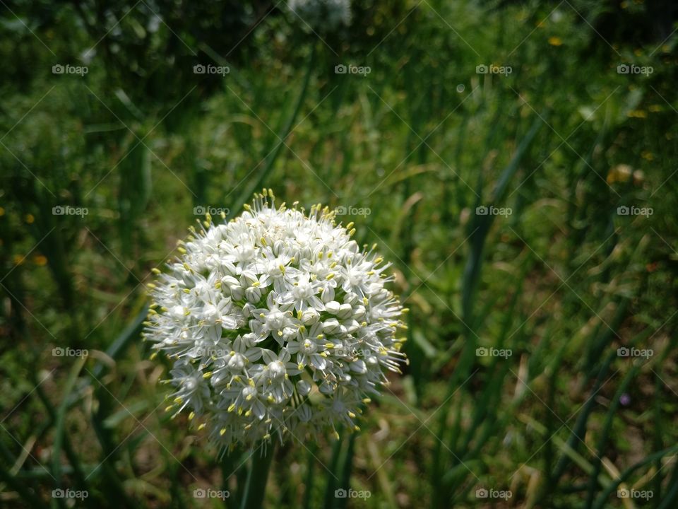 Onion's flower