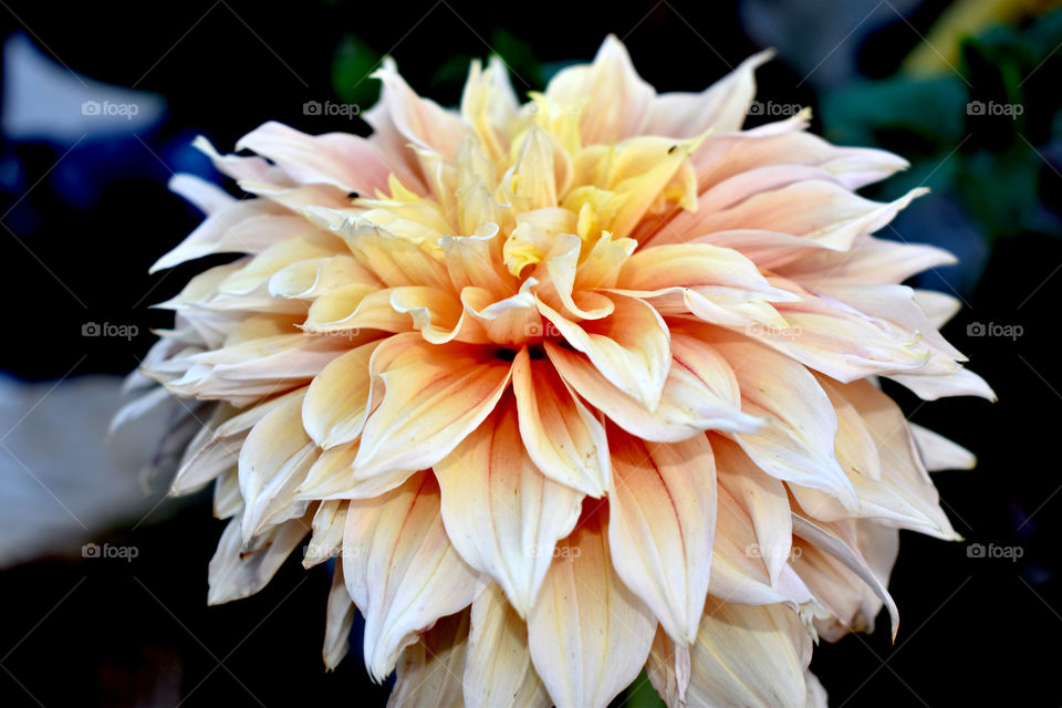 Cool coloured Dhalia is isolated on a dark background