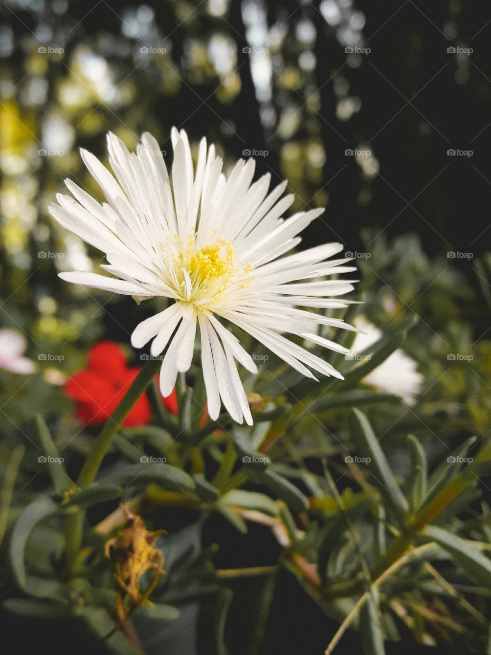 photo of a flower with green leaves taken from the side
