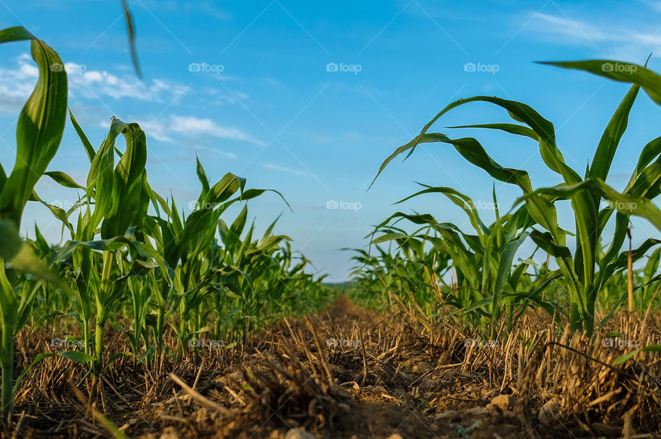 Field corn growing after a winter wheat rotation near Raleigh North Carolina. No till helps maintain soil structure and reduces erosion.