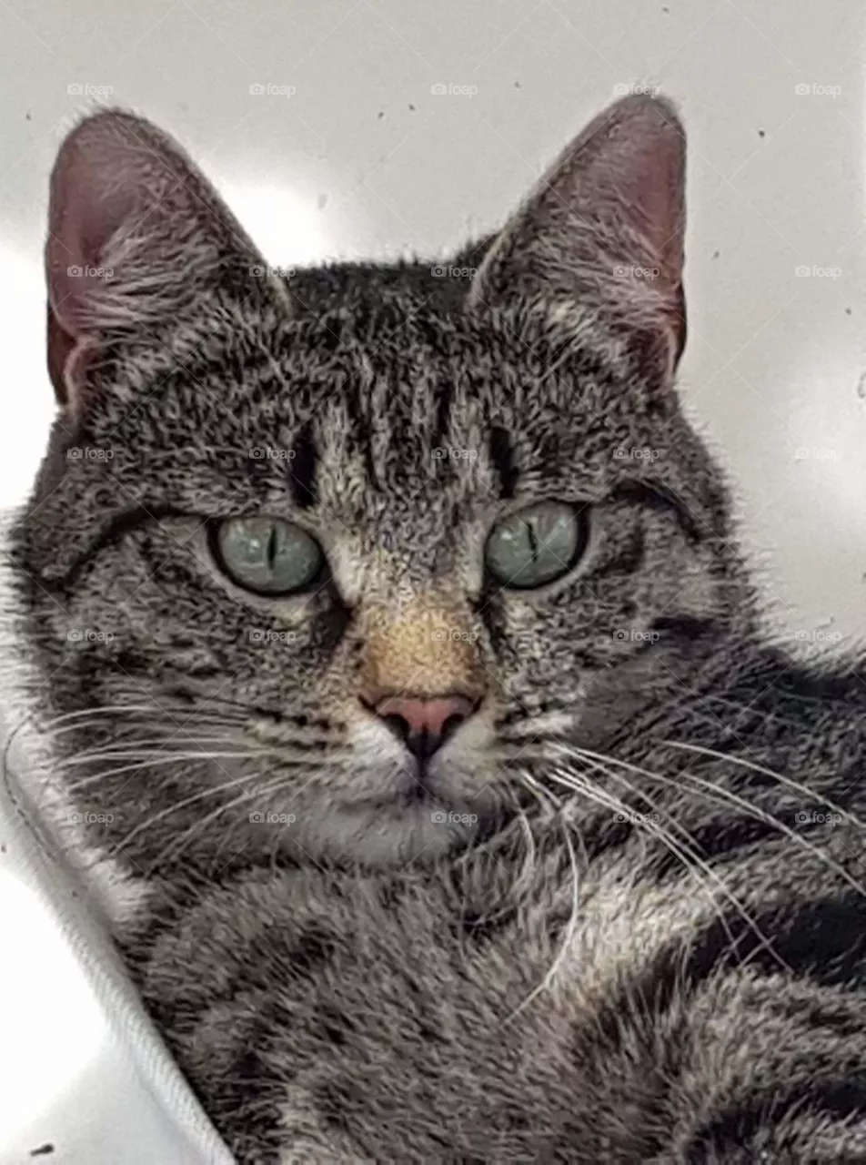 cat