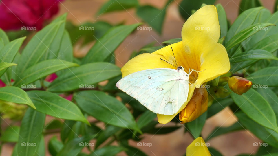 Butterfly with flowers 