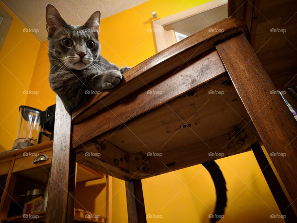 Grey Cat Orange Kitchen Wooden Chair