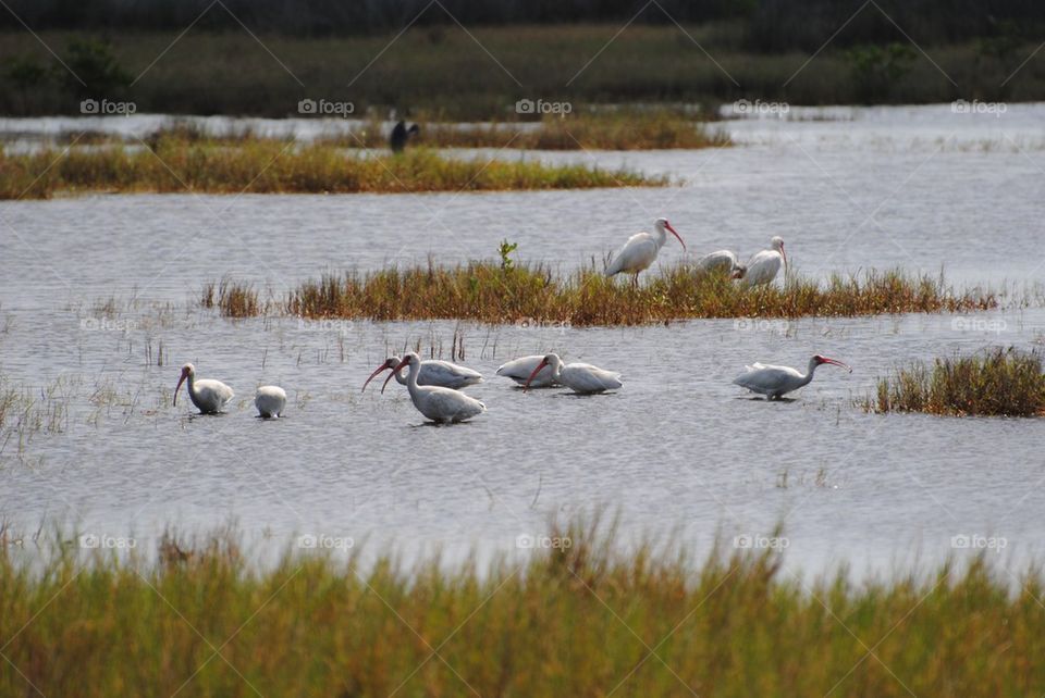 Herons