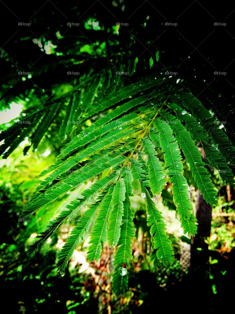 Juicy Vegetables Acacia pennata tree