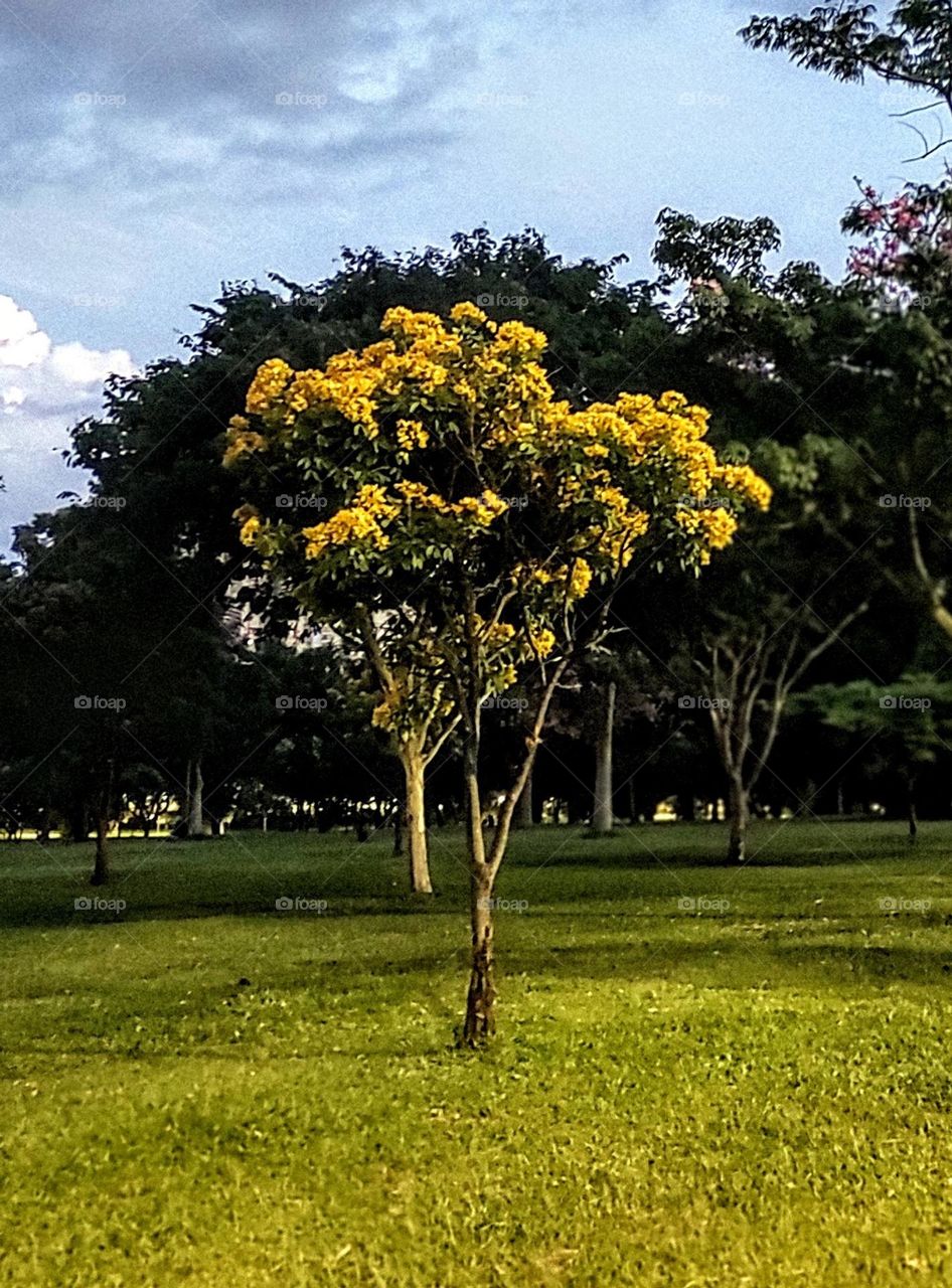 yellow tree