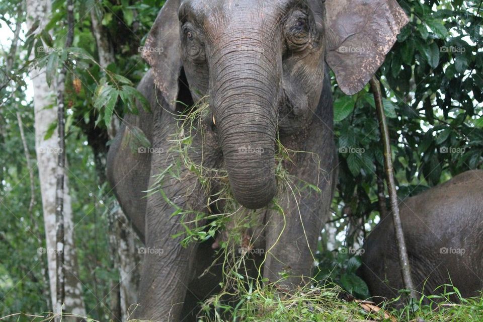 Pygmy elephant 