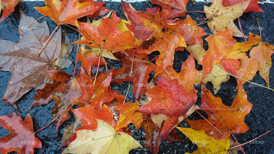 Early Fall Leaves
Asheville, North Carolina
USA

Photo By: Elizabeth Burkett
Foap:  lizzyburkett