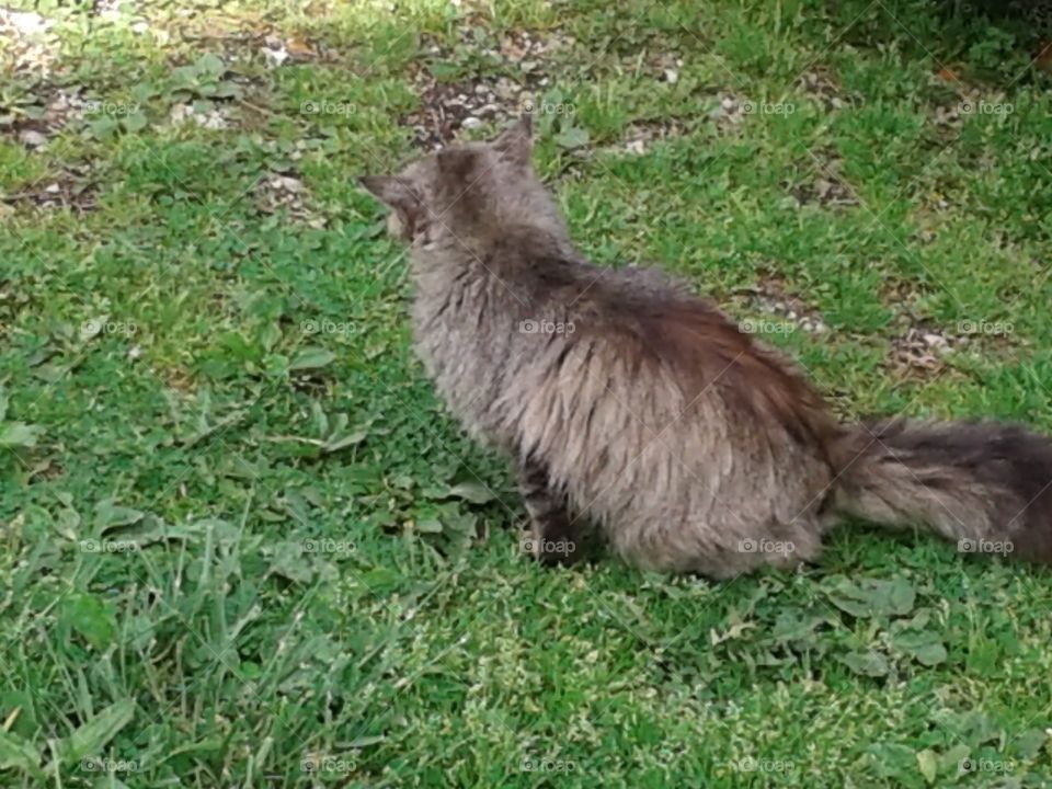 Fluffer out in the yard