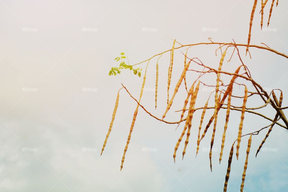 Moringa seed on a tree with clear sky background