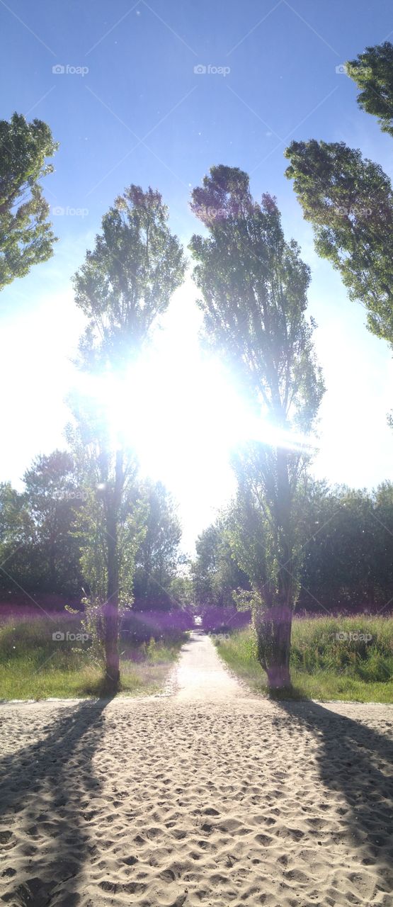 Sun . Sun behind the trees