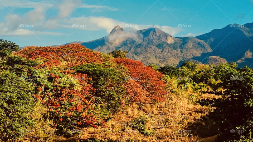 India - nature - western ghat mountain 