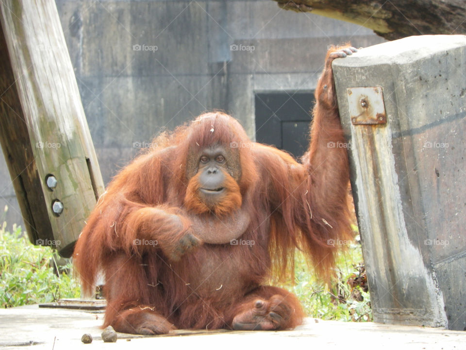 Orangutan chilling