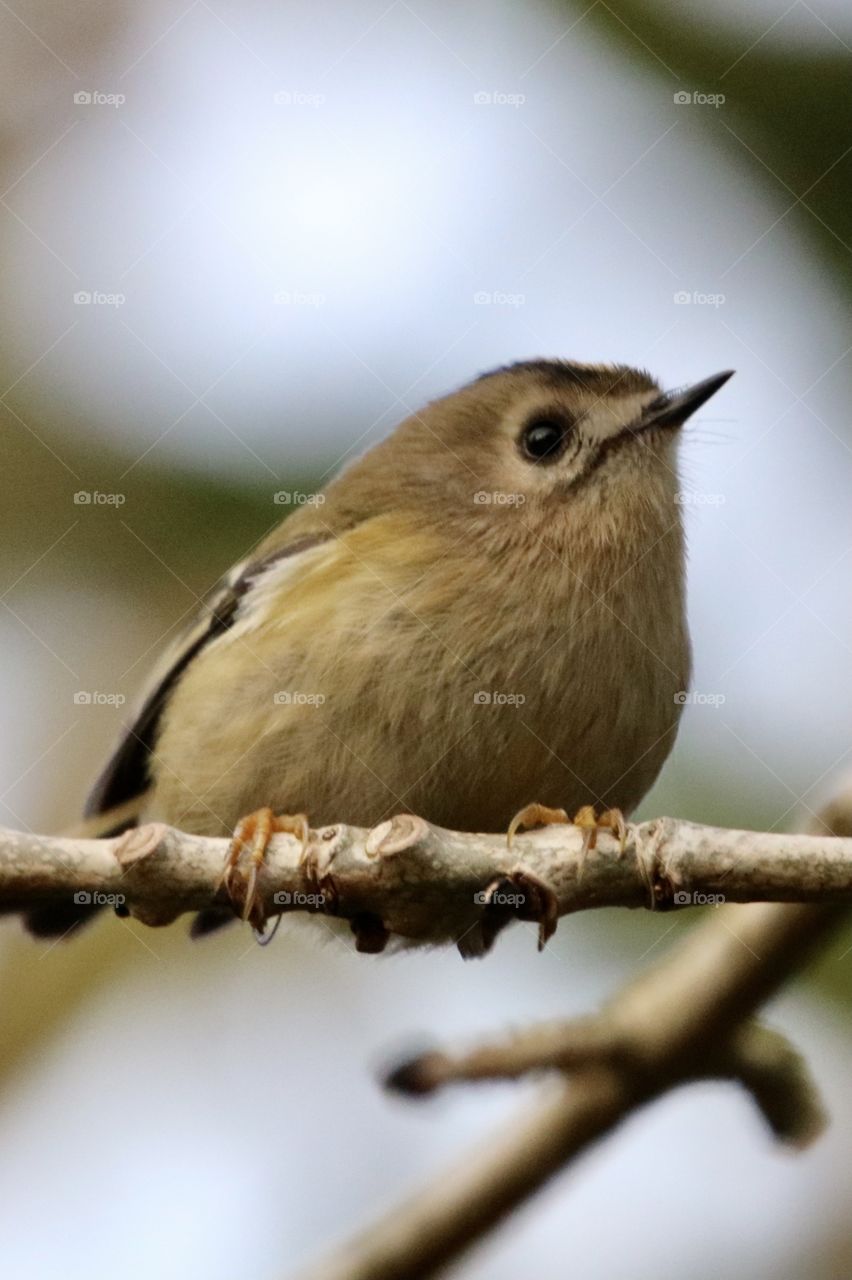 Goldcrest 