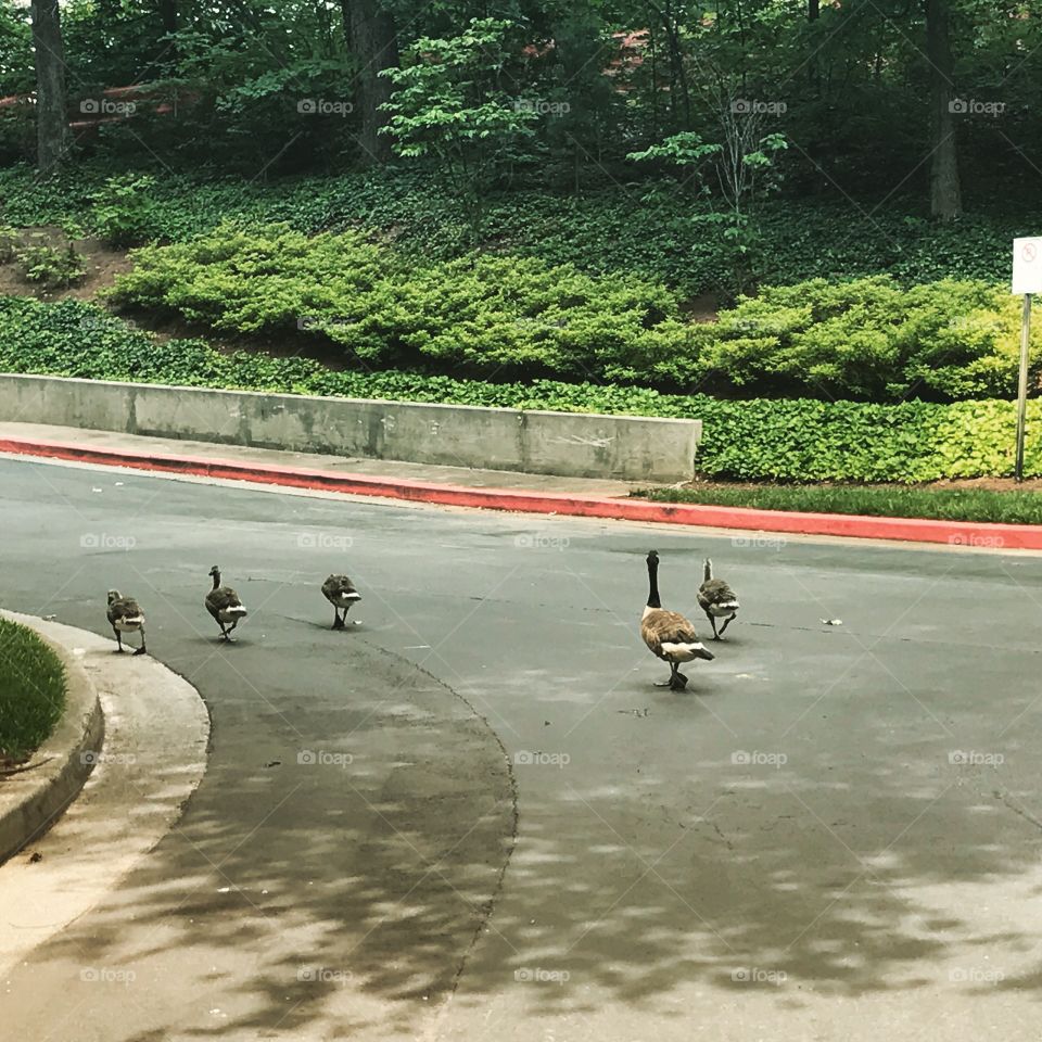 Geese walking down the street, Atlanta, Georgia