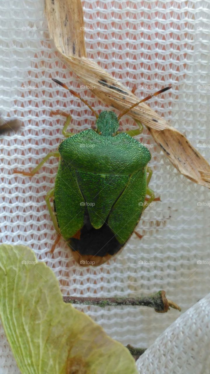 Green shieldbug nymph - Palomena prasina
