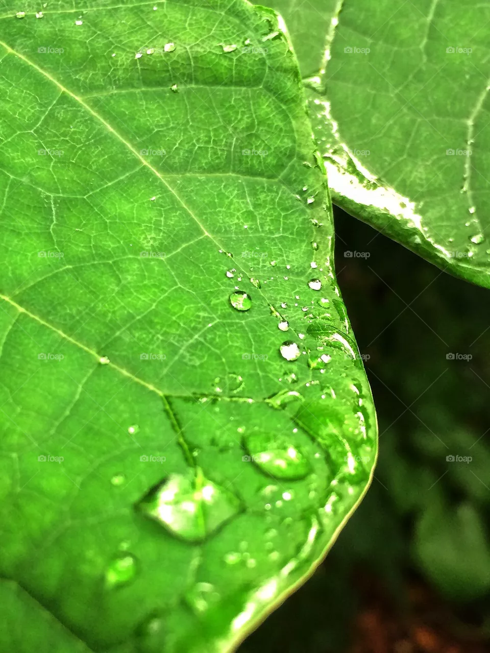Drop drop