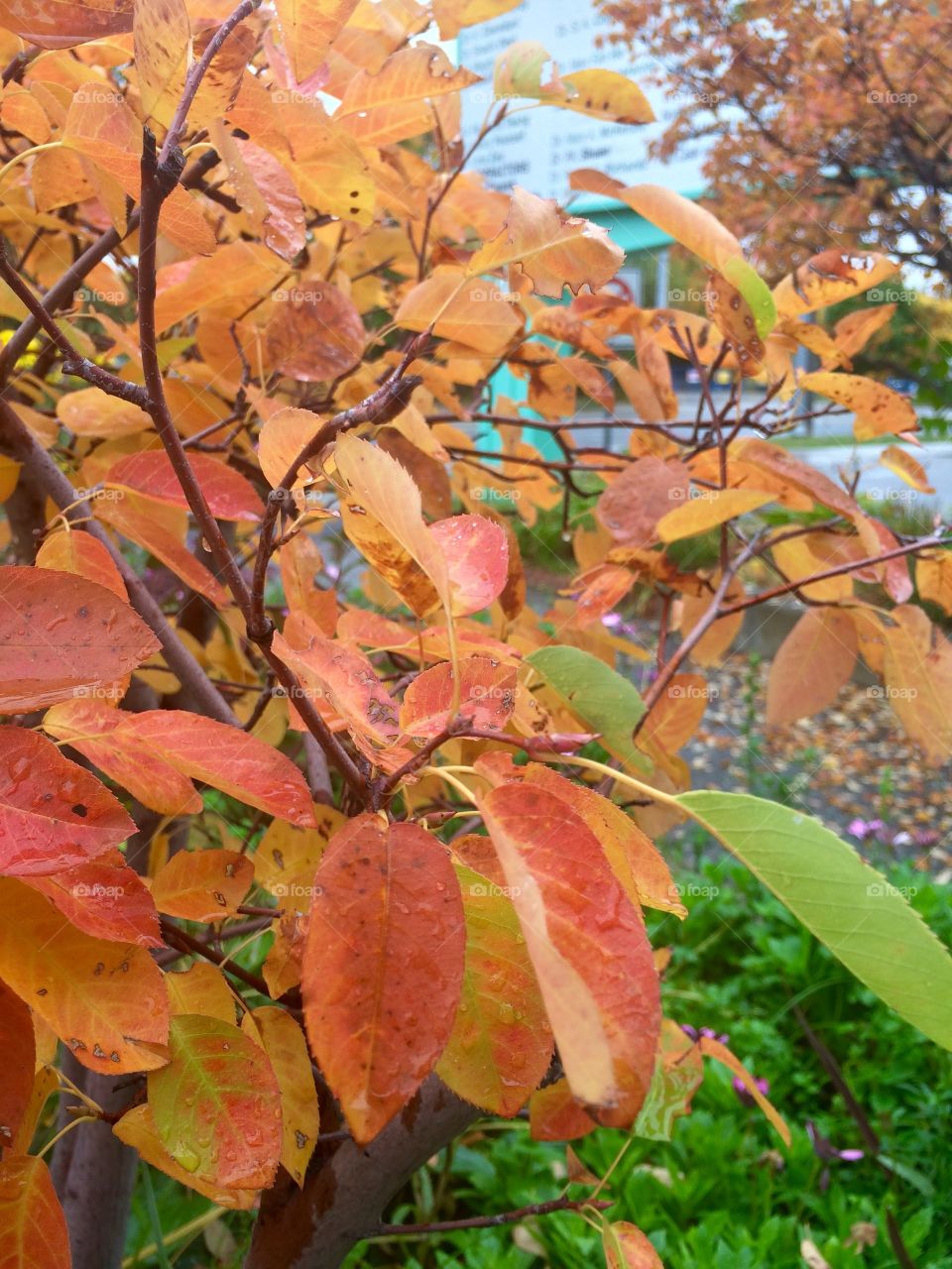 Orange leaves close up