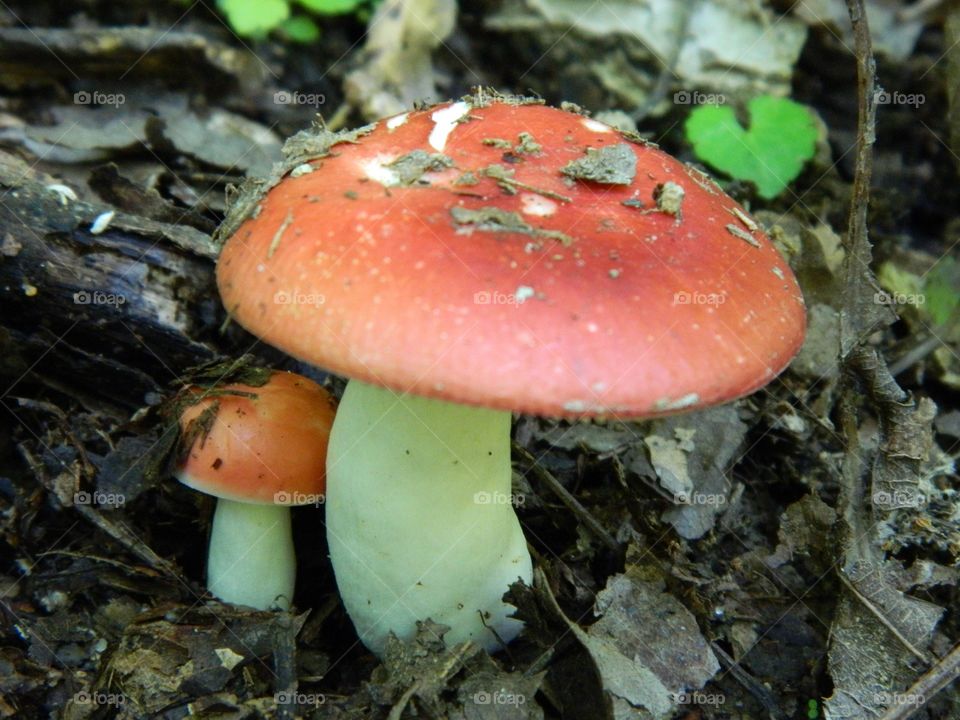 mushroom in the summer