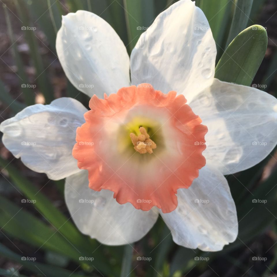 Pretty pink cup daffodil