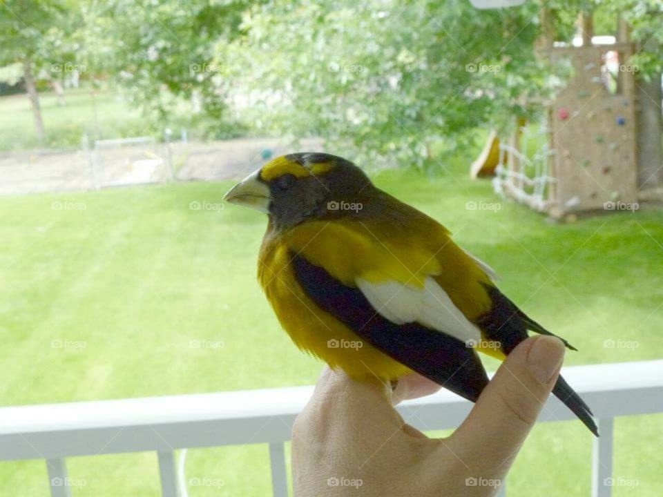 Grossbeak perched on hand.