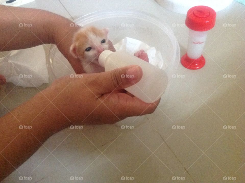 Amazing newborn cat with no mom feed 2