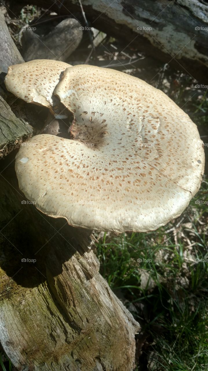 Fungus, Mushroom, Nature, Wood, No Person