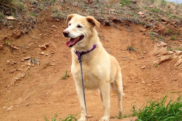 Happy Hiker