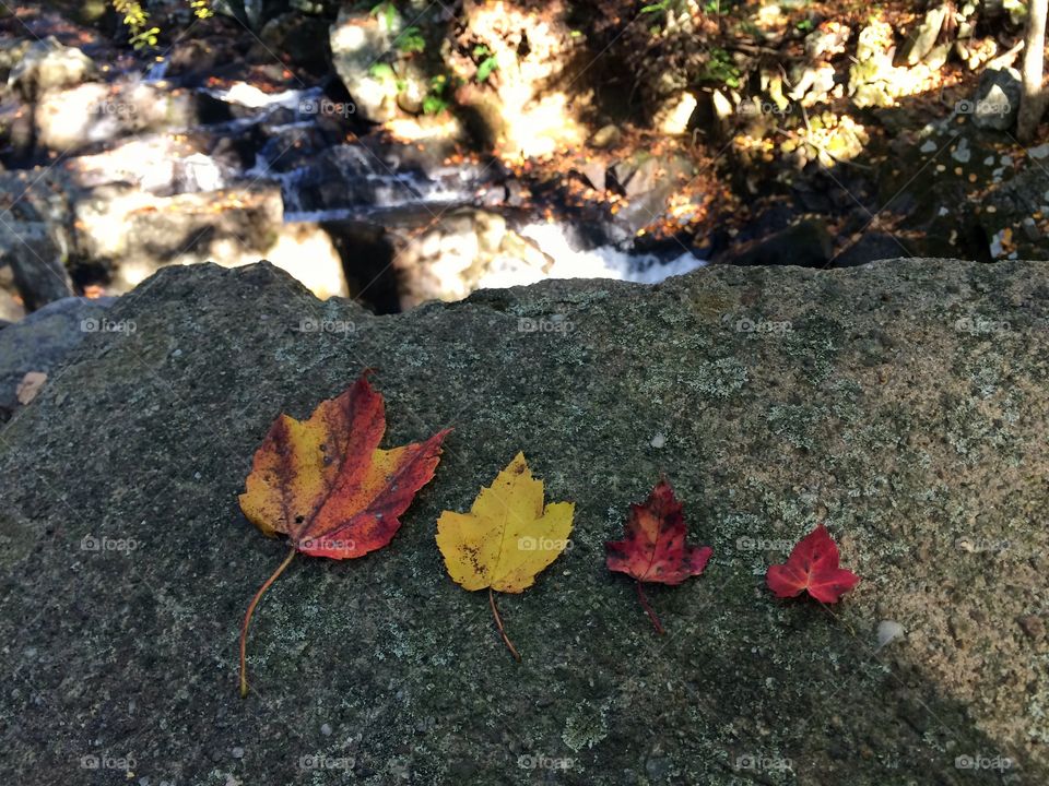 Family. Our daughter picked out a perfect leaf for each member of our family. Fall hikes with the family are everything!