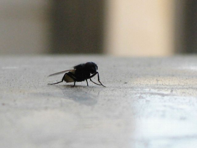 Fly