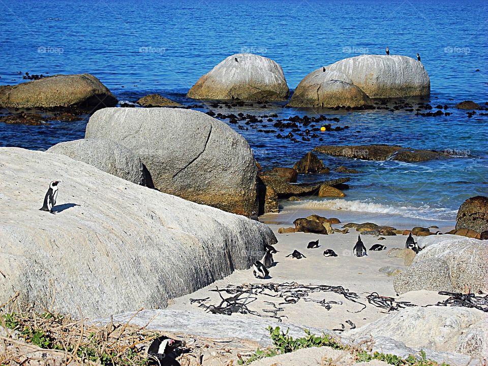 Penguins, Boulders Beach, South Africa.
Boulders Beach is a sheltered beach made up of inlets between granite boulders. 