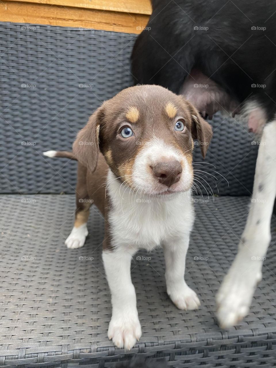 Three colour border collie puppy 