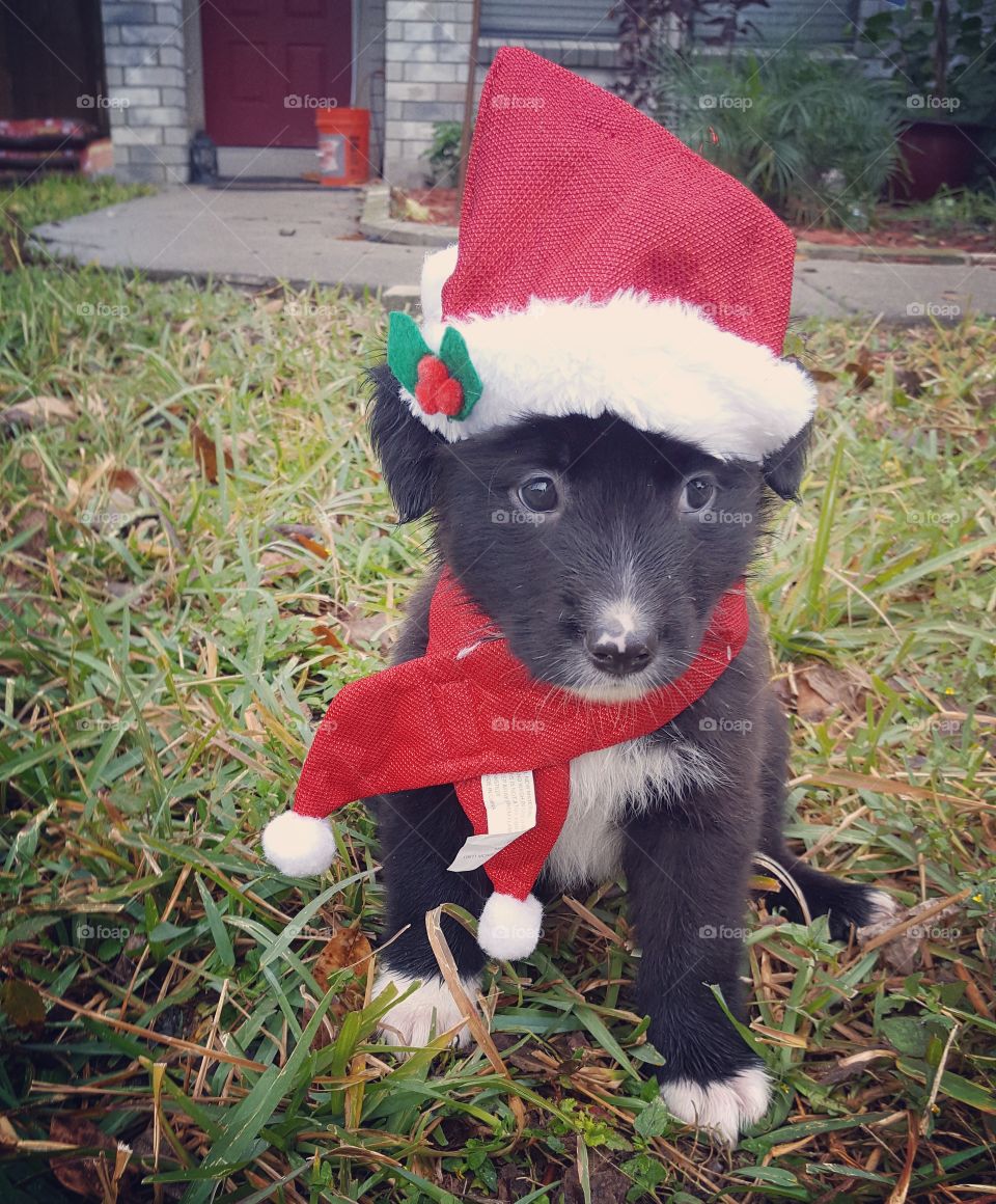 Holiday pup