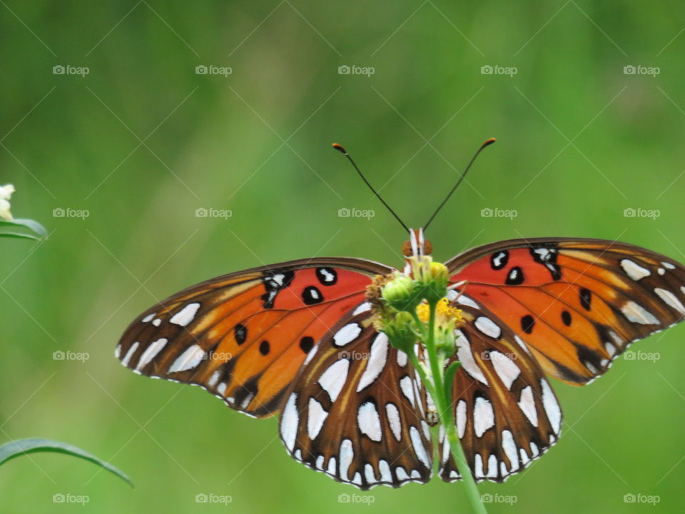 Gulf Fritillary