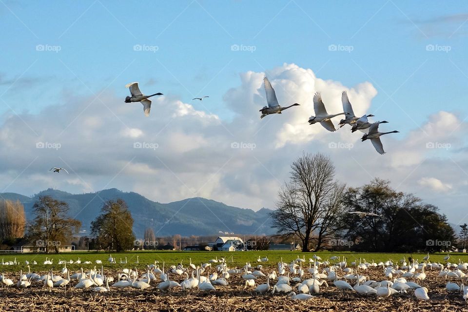 Trumpeter swans in flight