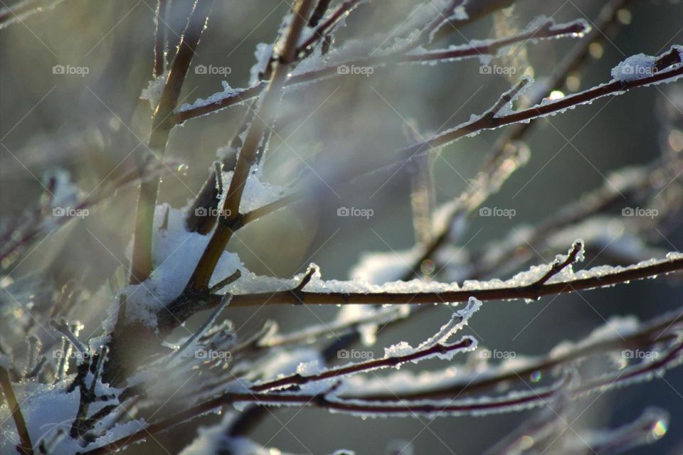 Snow on bare tree